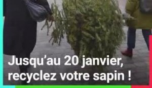 Après les fêtes, recyclez votre sapin de Noël !