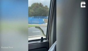 Ce gros serpent a voulu faire un petit tour de voiture
