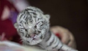 Une tigresse blanche très rare est née dans un zoo du Nicaragua