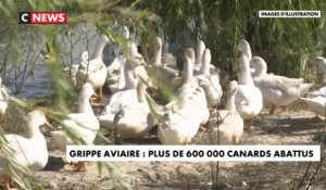 Grippe aviaire : plus de 600 000 canards abattus