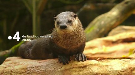 Une Saison Au Zoo Speciale Hiver Bande Annonce Sur Orange Videos