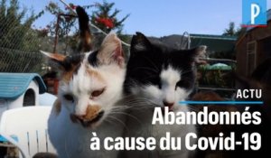 Chypre : vague d’abandons de chats à cause du Covid-19