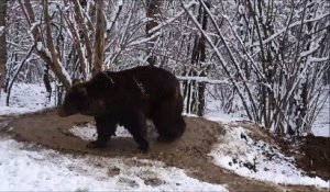 Relâché après 20 ans dans un zoo, cet ours continue de vivre comme sil était en cage