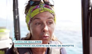 Mayotte : L'observation des raies manta