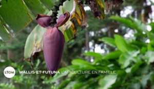 Wallis-et-Futuna - L'apiculture en famille