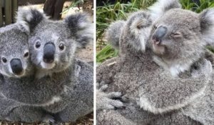 Australie : ces photographies montrent des koalas qui s'étreignent tendrement