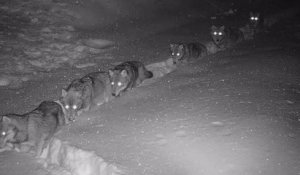 Savoie : une meute de 9 loups a été filmée en file indienne dans la neige