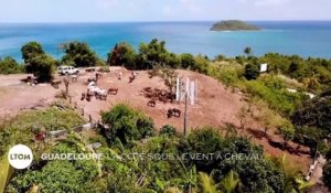 Guadeloupe - La côte sous le vent à cheval