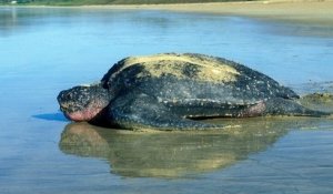 Des tortues luth sont nées sur une plaque équatoriale, une bonne nouvelle pour cette espèce menacée d'extinction