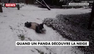 Etats-Unis : un panda découvre la neige