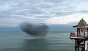 Cette nuée d'oiseaux survole l'ocean et le résultat est magnifique
