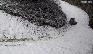 Des pandas glissent sur la neige