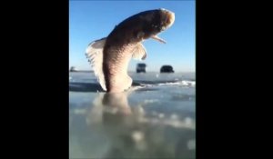 Ce poisson a gelé en sautant hors de l'eau