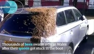 Un essaim de milliers d'abeilles vient au secours de leur reine coincée dans une voiture