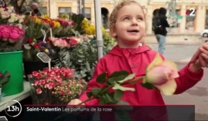 Saint-Valentin : la rose centifolia de Grasse, la reine des fleurs et des parfums
