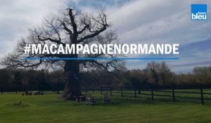 Ma campagne Normande