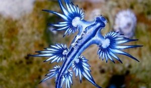 Sur les plages de Sydney, une magnifique et fascinante créature bleue des mers s'est échouée par dizaines