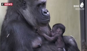 Naissance d’un bébé gorille au zoo de Berlin