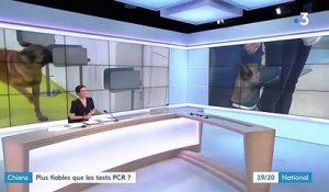 Covid-19 : des chiens renifleurs pour détecter la présence du virus