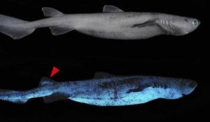Découverts au large de la Nouvelle-Zélande, ces requins phosphorescents brillent dans l'obscurité