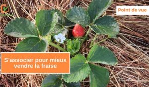 Point de vue : S’associer pour mieux vendre la fraise