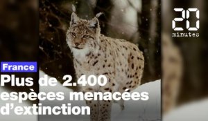 En France, plus de 2.400 espèces sont menacées d'extinction