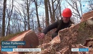 Reconstruction de Notre-Dame : les derniers chênes coupés en Alsace