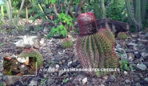 Guadeloupe - Le melo cactus de La Désirade