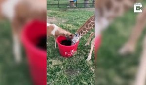 Cette girafe et ce mini poney sont meilleurs amis