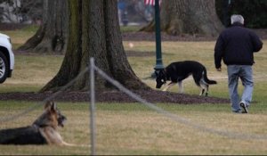 Un chien de Joe Biden mord un garde du corps, le président le renvoie de la Maison Blanche