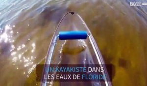Un dauphin salue amicalement des kayakistes en Floride