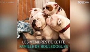 Cette mère bouledogue est bercée d'amour de sa famille