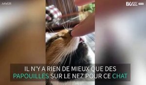 Ce chat adore qu'on lui caresse le nez