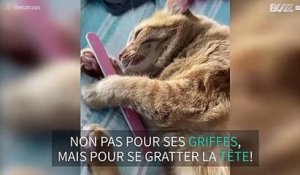 Ce chat tombe amoureux... d'une lime à ongles !