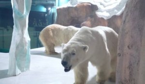 En Chine, l’ouverture d’un hôtel exhibant des ours polaires en captivité suscite l’indignation