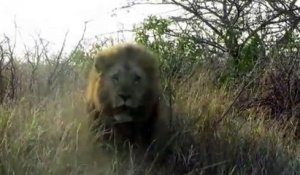 Un Lion en colère charge une voiture au parc Krueger en Afrique du Sud