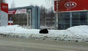 Un ours poursuit un homme en pleine ville