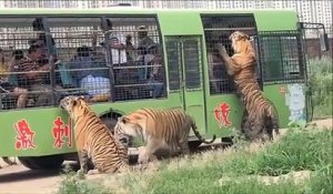 Un parc animalier incroyable  entouré par les tigres de Sibérie