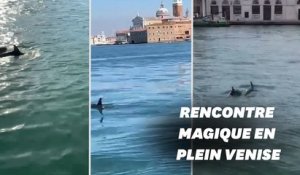 Deux dauphins filmés dans la lagune de Venise