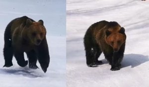 Ce skieur roumain a filmé son improbable course-poursuite avec un... ours
