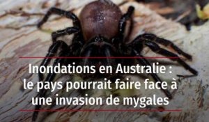 Inondations en Australie : le pays pourrait faire face à une invasion de mygales
