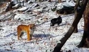 Une chèvre et un tigre sont meilleurs amis dans ce Zoo russe