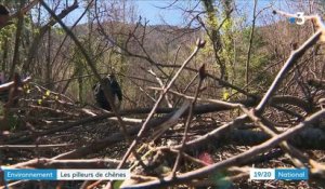Environnement : un pillage de plusieurs centaines de chênes en Ariège