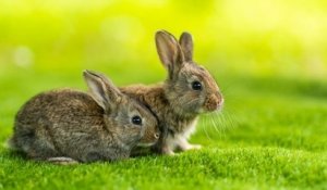 En Nouvelle-Zélande, plus de 12 000 lapins, dindes, opossums et hermines sont morts lors d'une chasse de Pâques