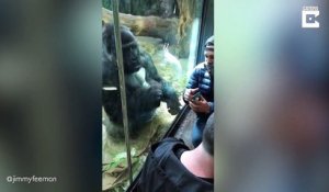 Un gorille aide un humain à swipper sur tinder