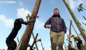 Le gel sur la France anéantit les espoirs des vignerons producteurs de Côte-rôtie