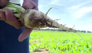 Après les inondations, le blues des agriculteurs