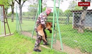 Euro 2016 : les chiens, alliés des gendarmes dans la lutte antiterroriste