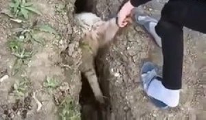 Il sauve un mouton coincé dans un trou... pour rien