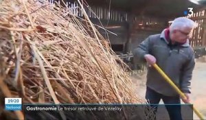 Yonne : la renaissance du Vézelay, un fromage de chèvre oublié